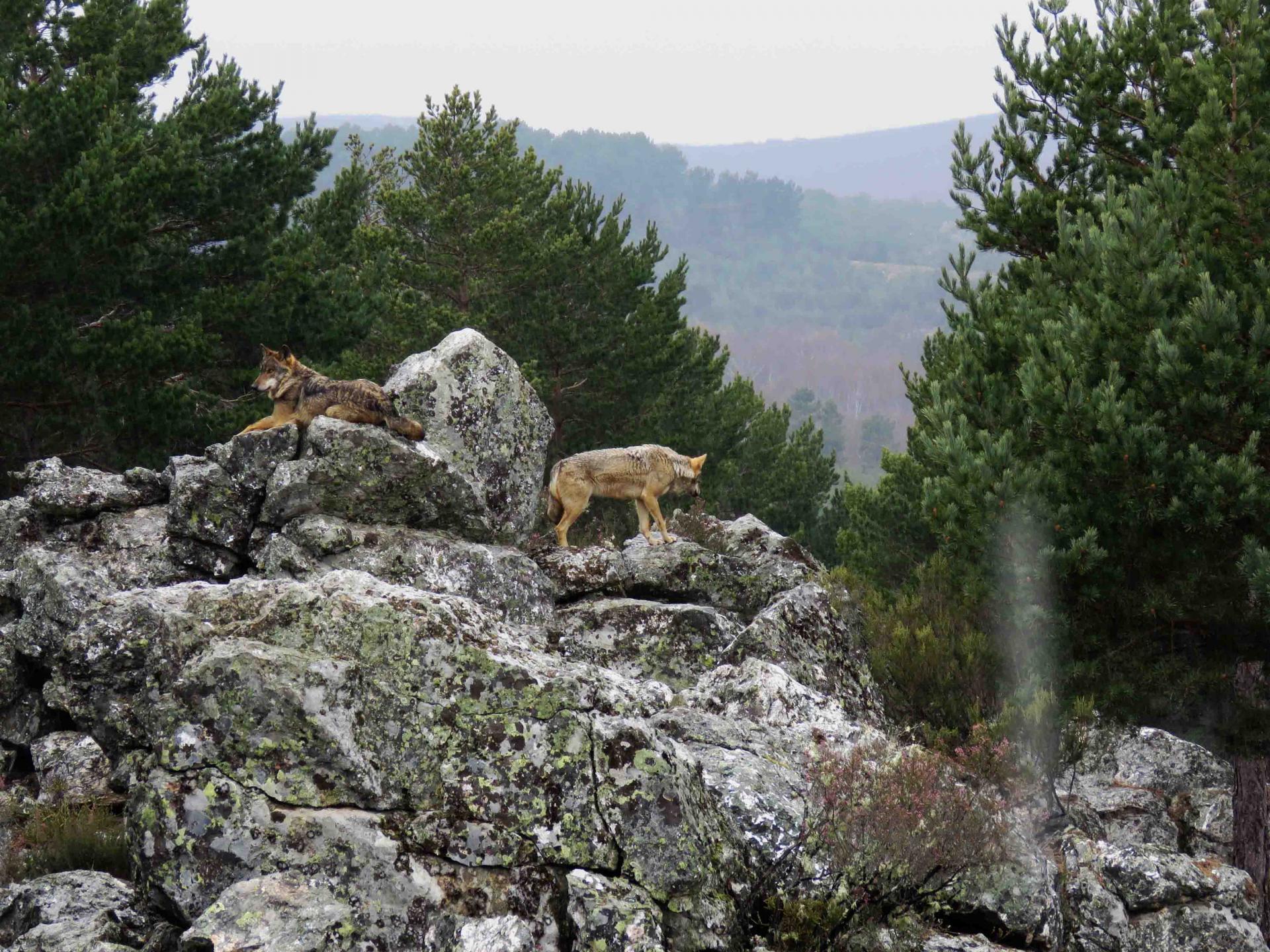 Hiver Espagne Loup ibérique du 18 au 25 mars 2023  Complet