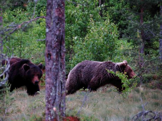 Ours Carélie finlande