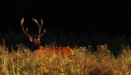 Cerf Forêt Bialowieza 2