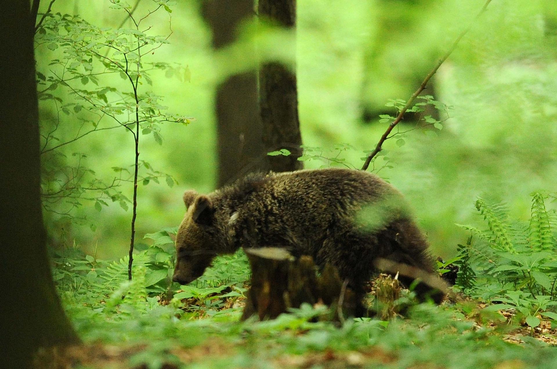 Été Slovénie La montagne aux ours du 17 au 27/06/2021 - Privé