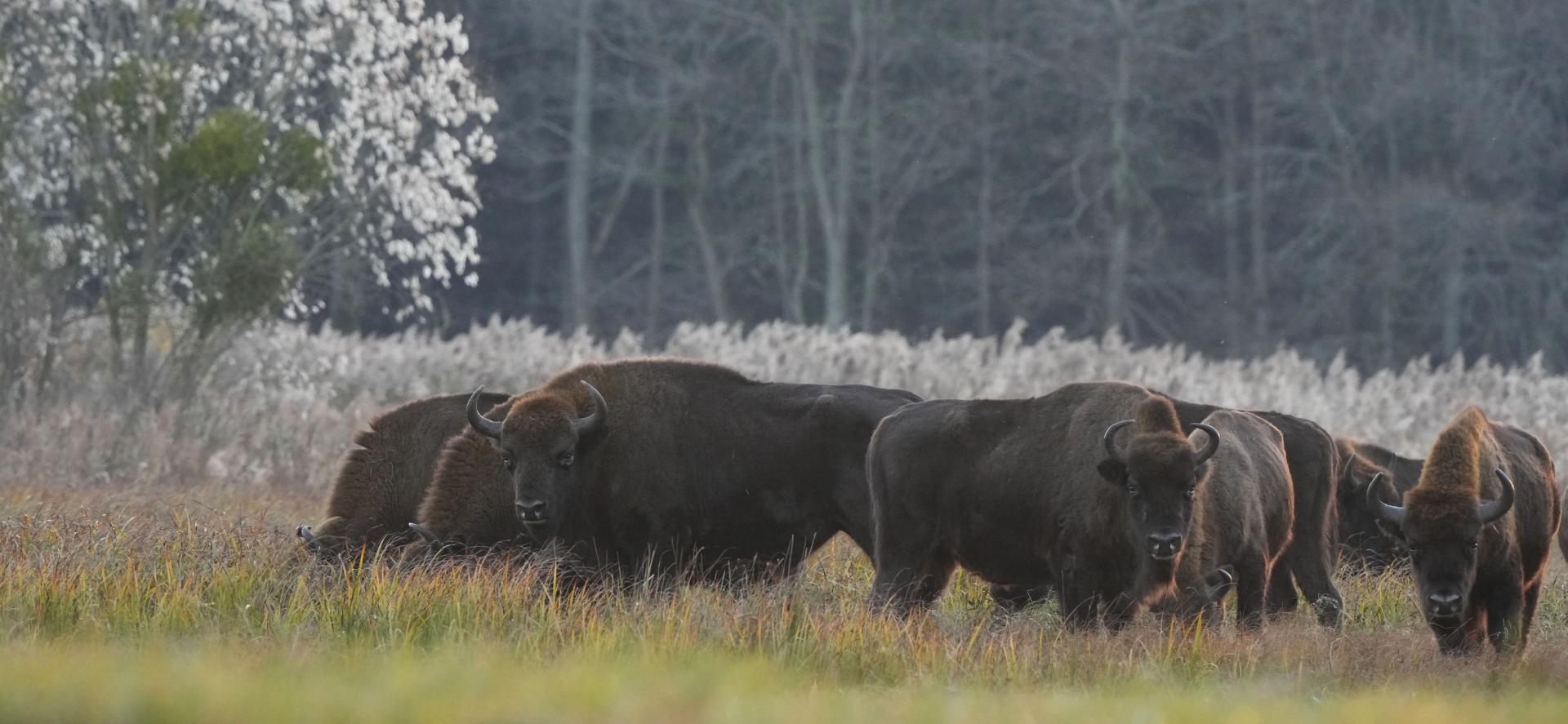 La forêt de Bialowieza