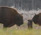 2022 10 bialowieza bisons 29