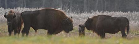 2022 10 bialowieza bisons 29