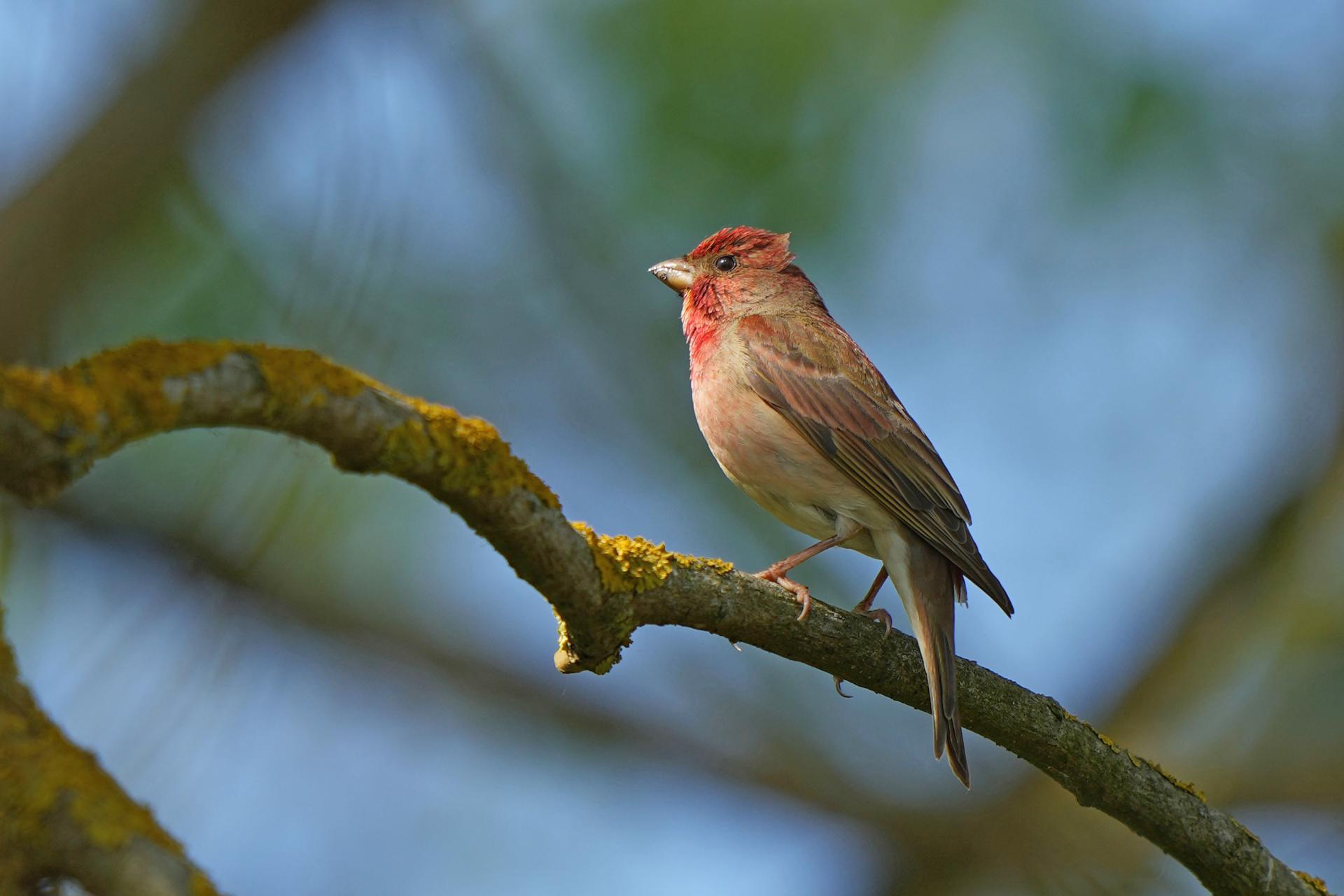 Printemps - Pologne - Ornithologie Bialowieza et Biebrza du 15 au 24 Mai 2025 - privé