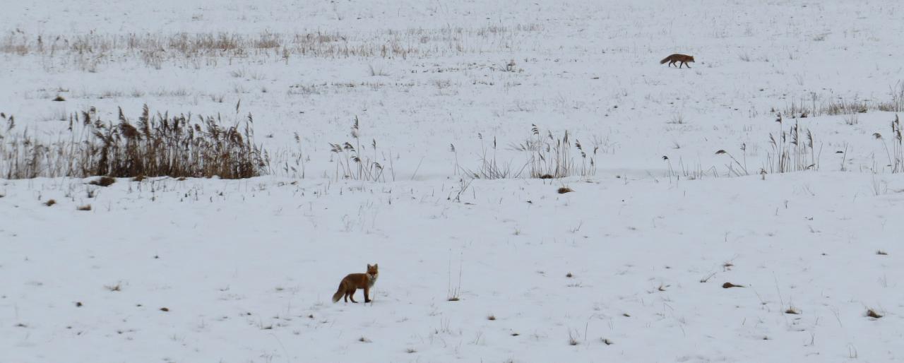 Bialowieza en hiver