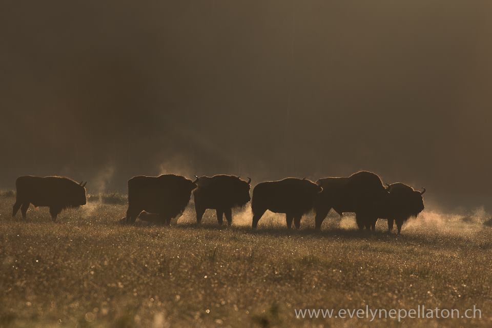 Automne Pologne Le bison et le loup du 3 au 12 Novembre - Privé