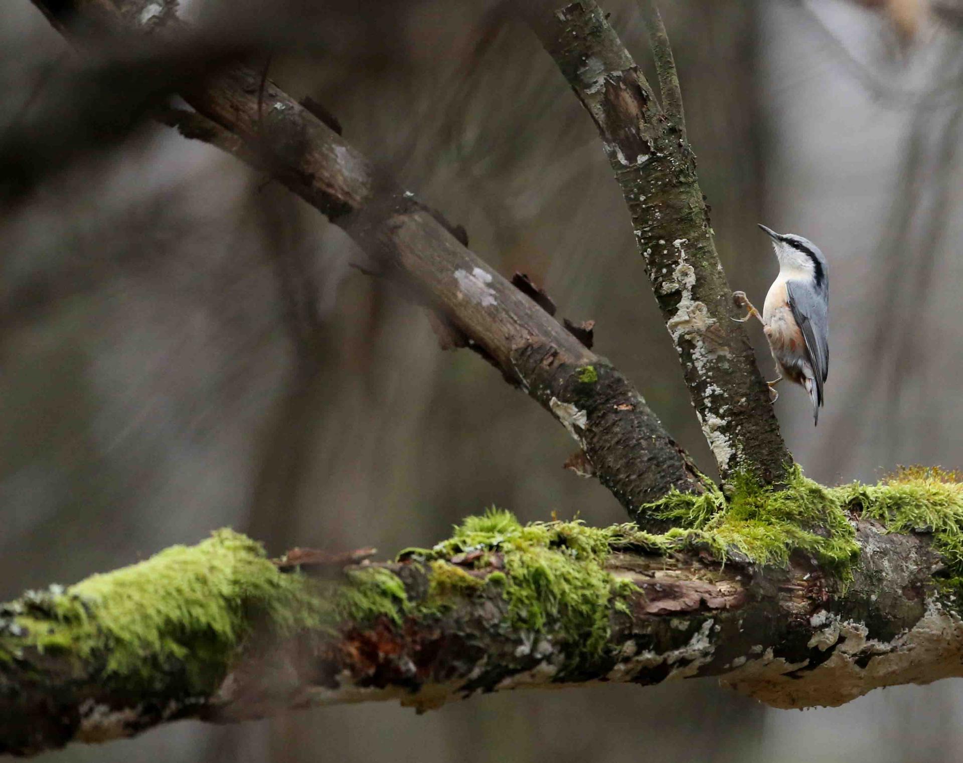 Pologne - Bialowieza