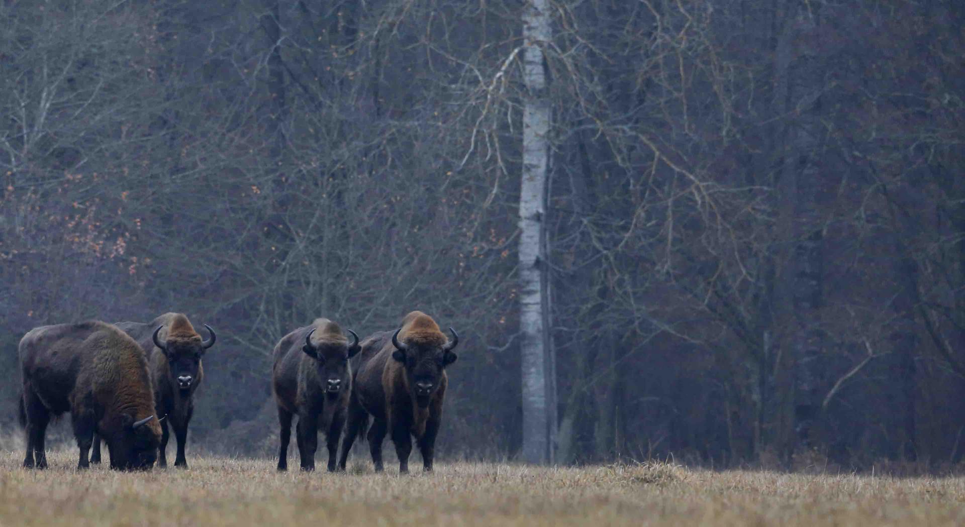 Pologne - Bialowieza