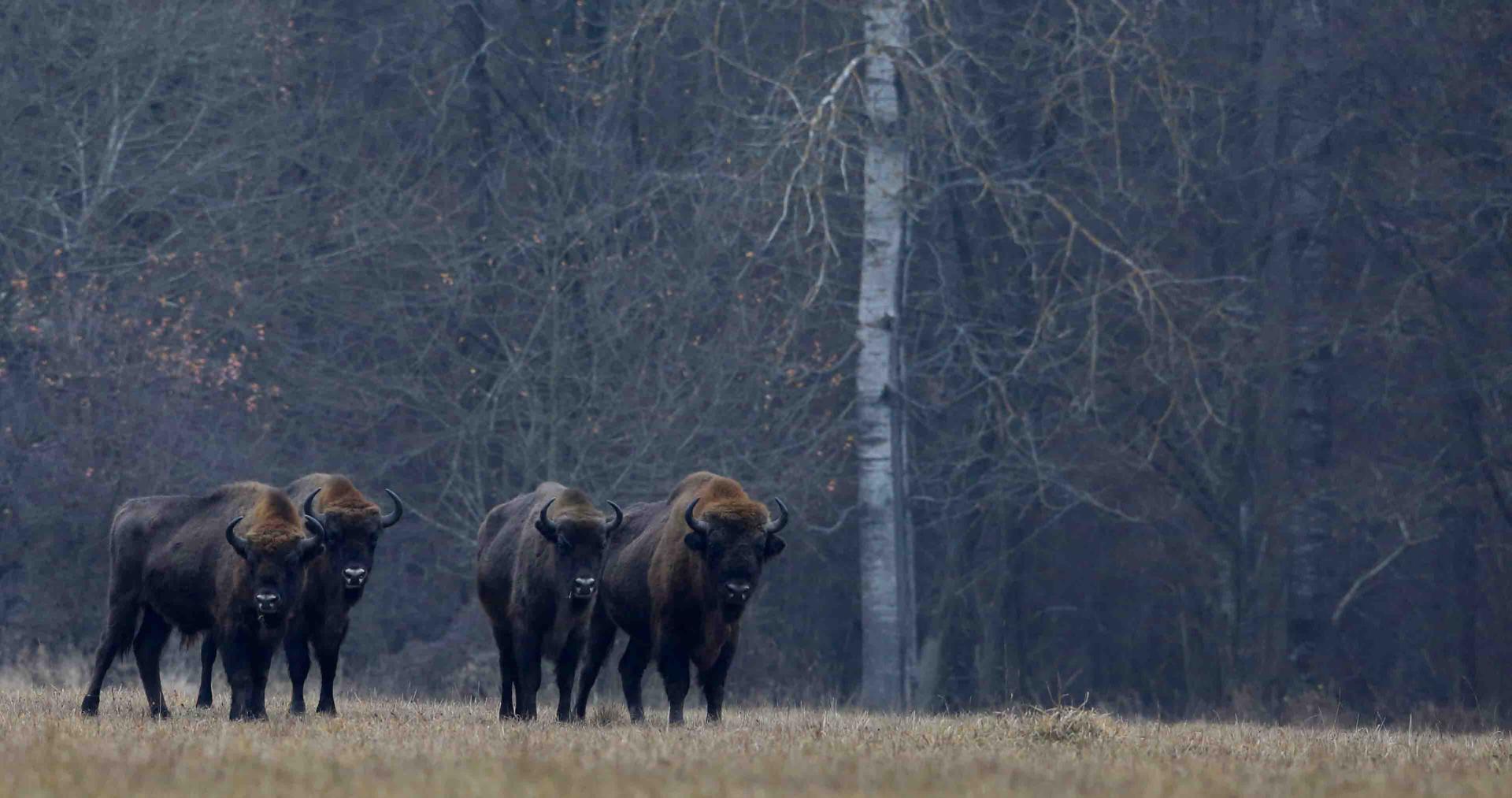 Pologne - Bialowieza