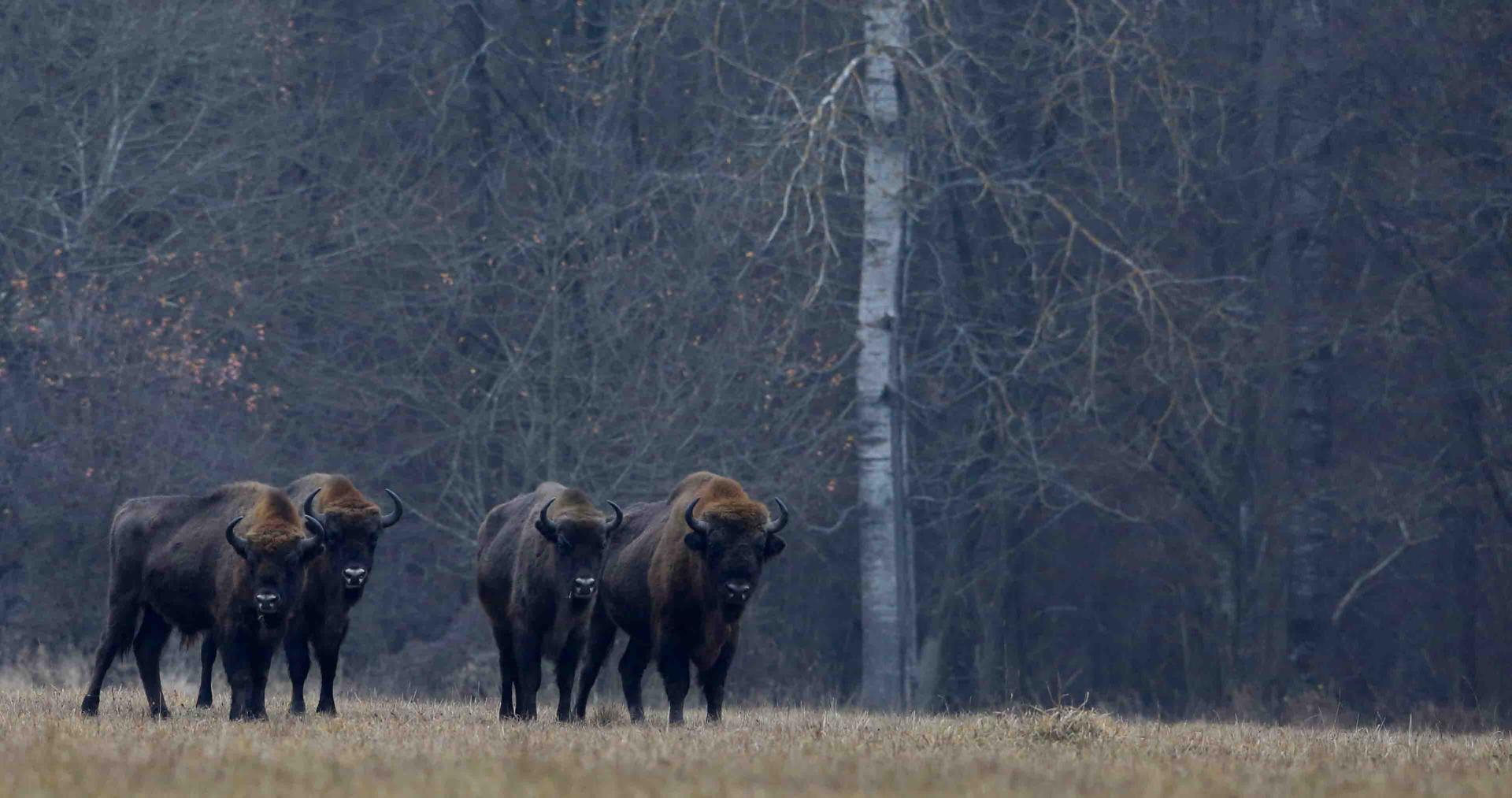 Pologne - Bialowieza