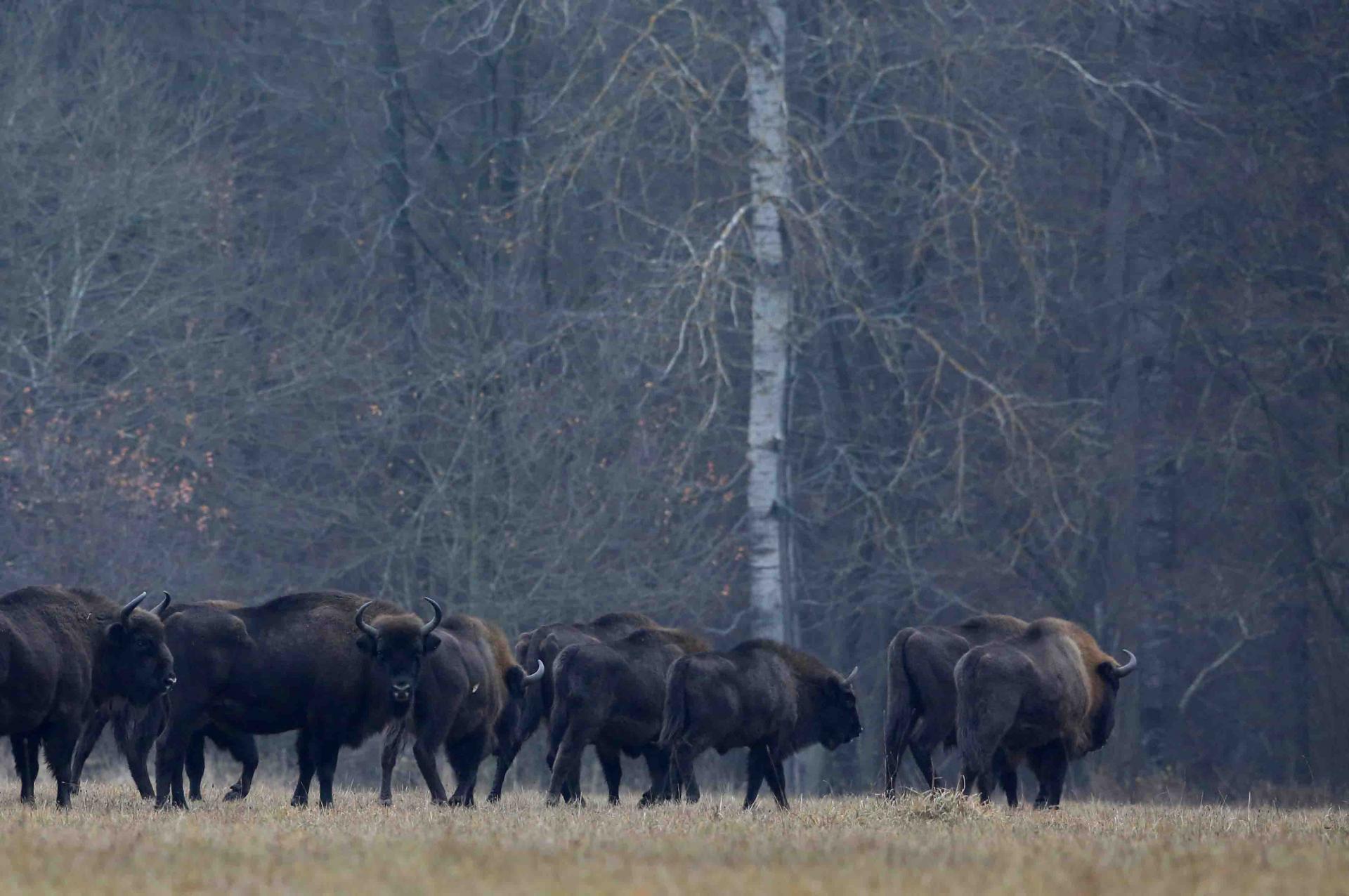 Pologne - Bialowieza