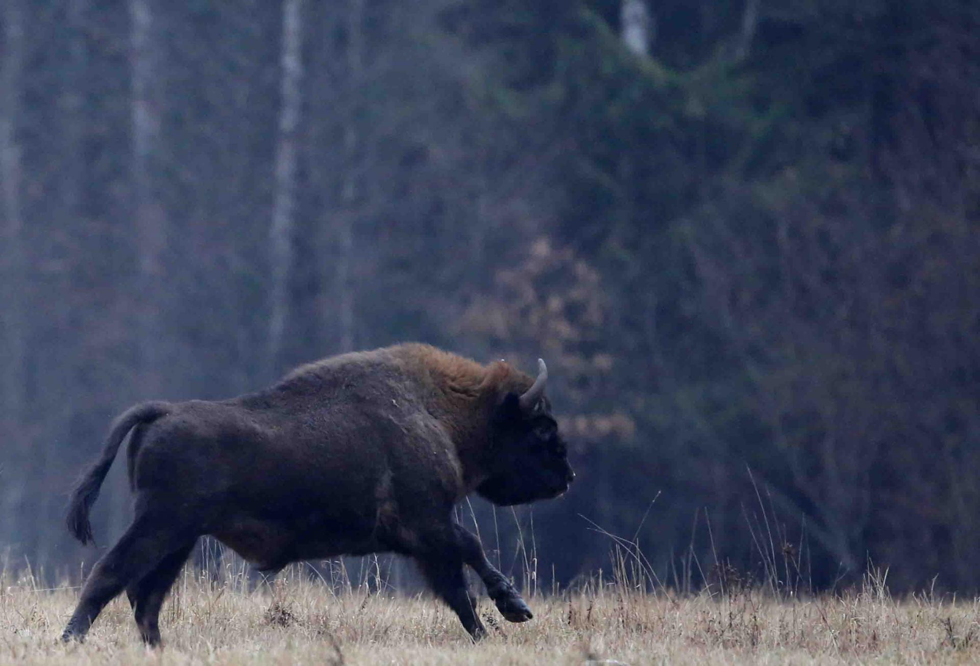 Pologne - Bialowieza