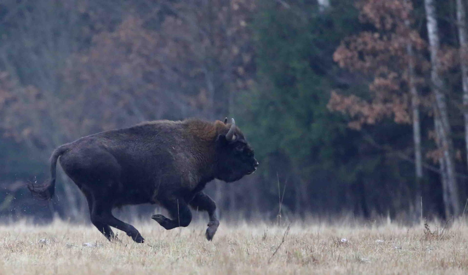 Pologne - Bialowieza