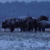 Ambiance bisons plein de neige