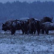 Ambiance bisons plein de neige