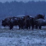 Ambiance bisons plein de neige