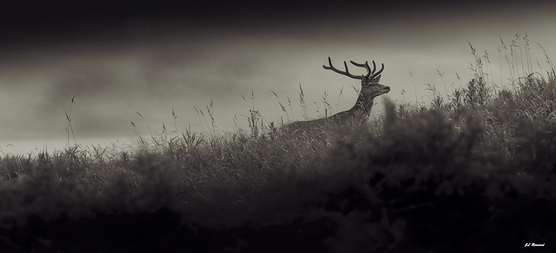 Automne Ecosse brame du cerf du 16 au 23 septembre 2017