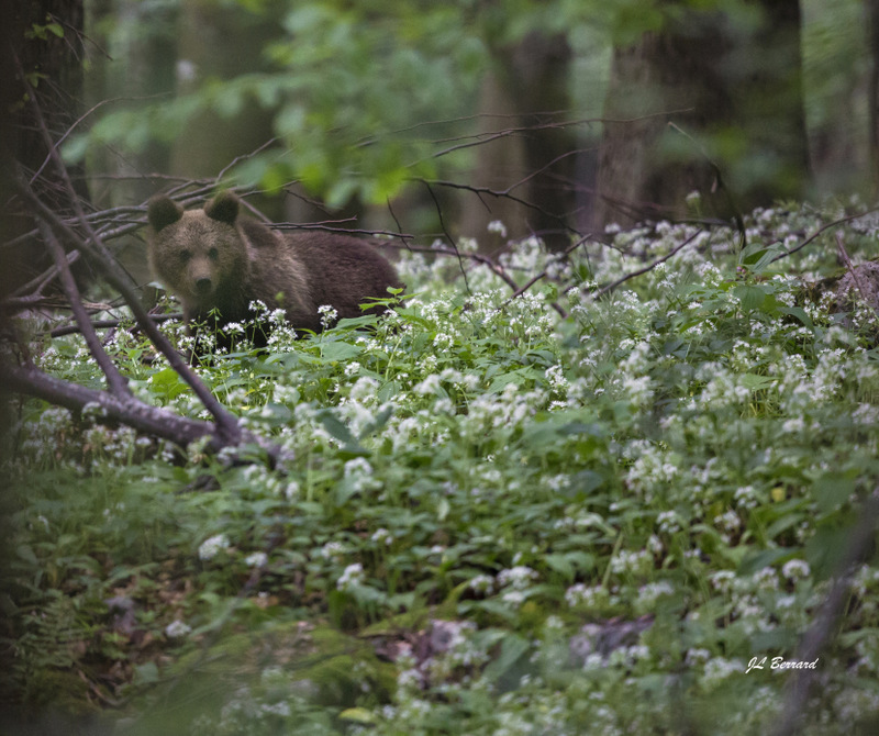Printemps Slovénie La montagne aux ours du 26 mai au 03 juin 2018 privé