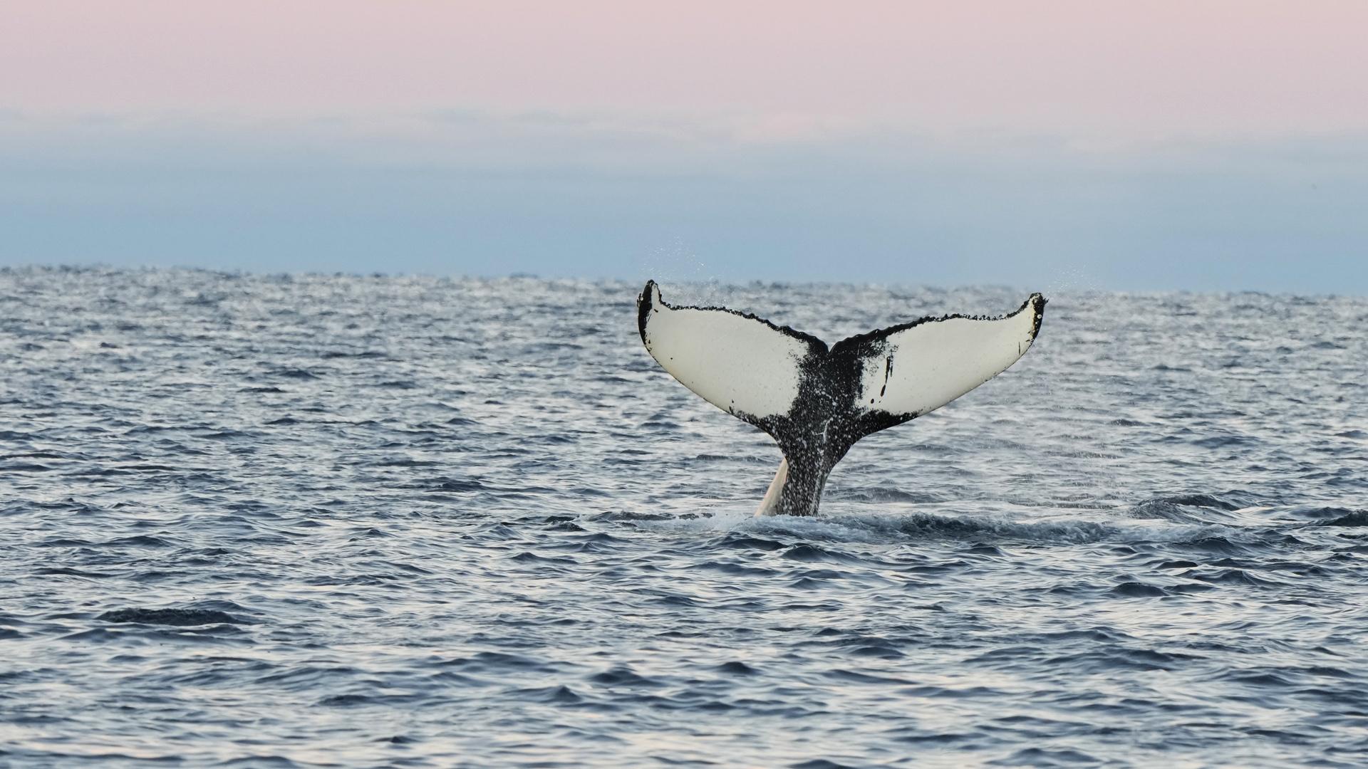 NORVEGE : Orques, baleines et aurores Boréales sous la nuit polaire