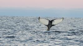 Baleine a bosse bandeau