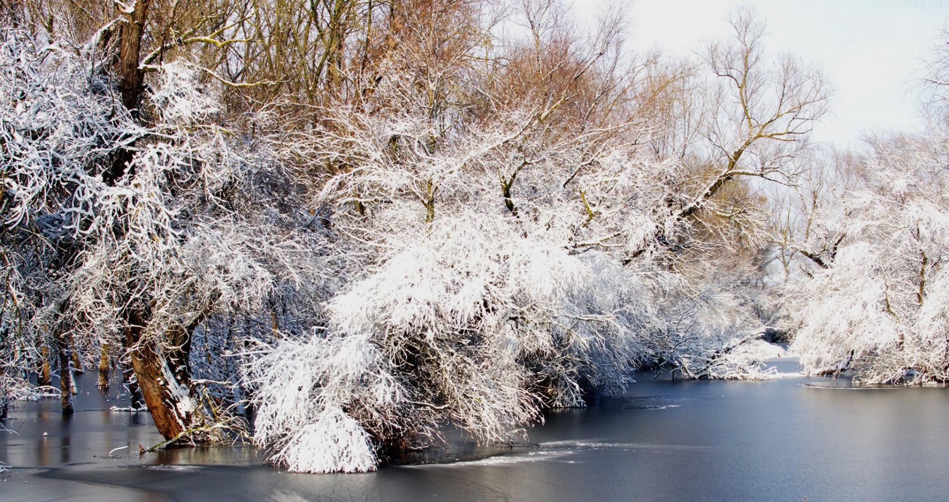 Hiver Roumanie Bernache à cou roux ... du 7 au 11 Janvier 2017