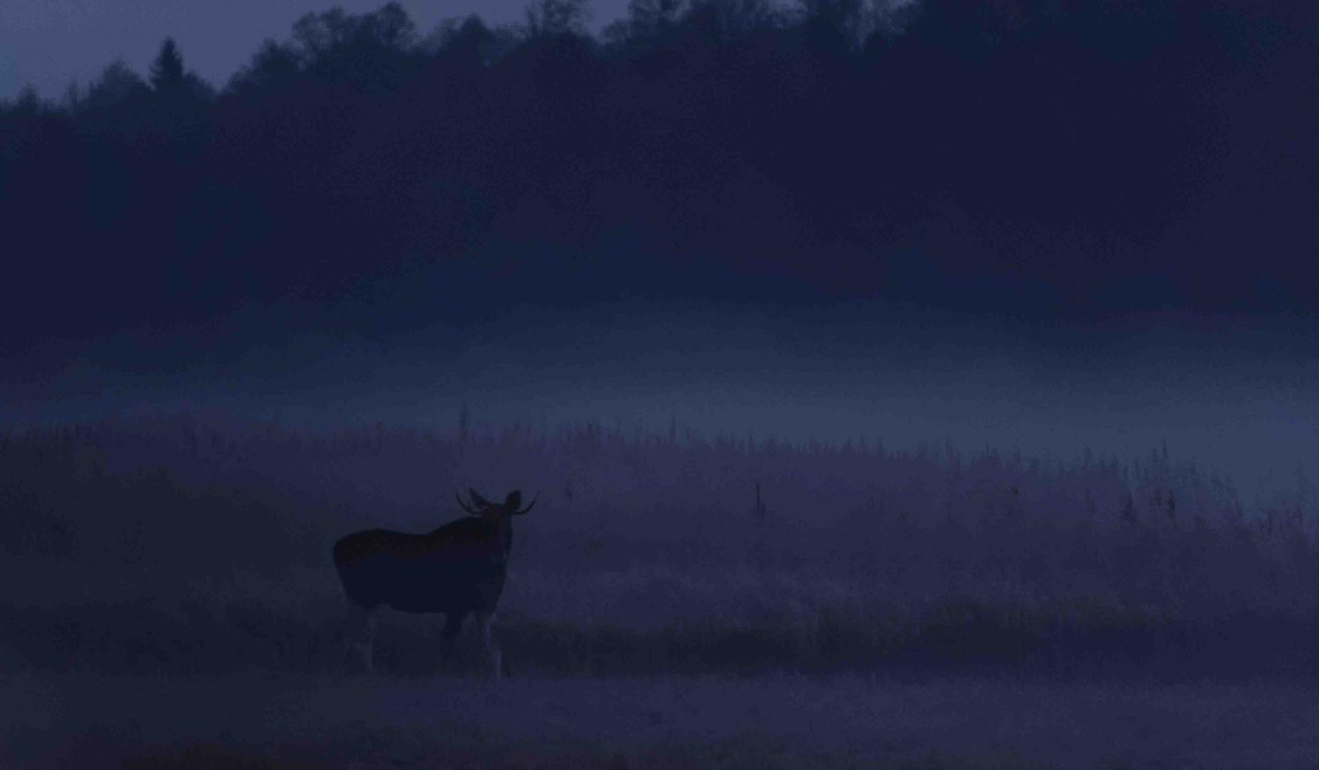 Bialowieza - Le bison et le loup