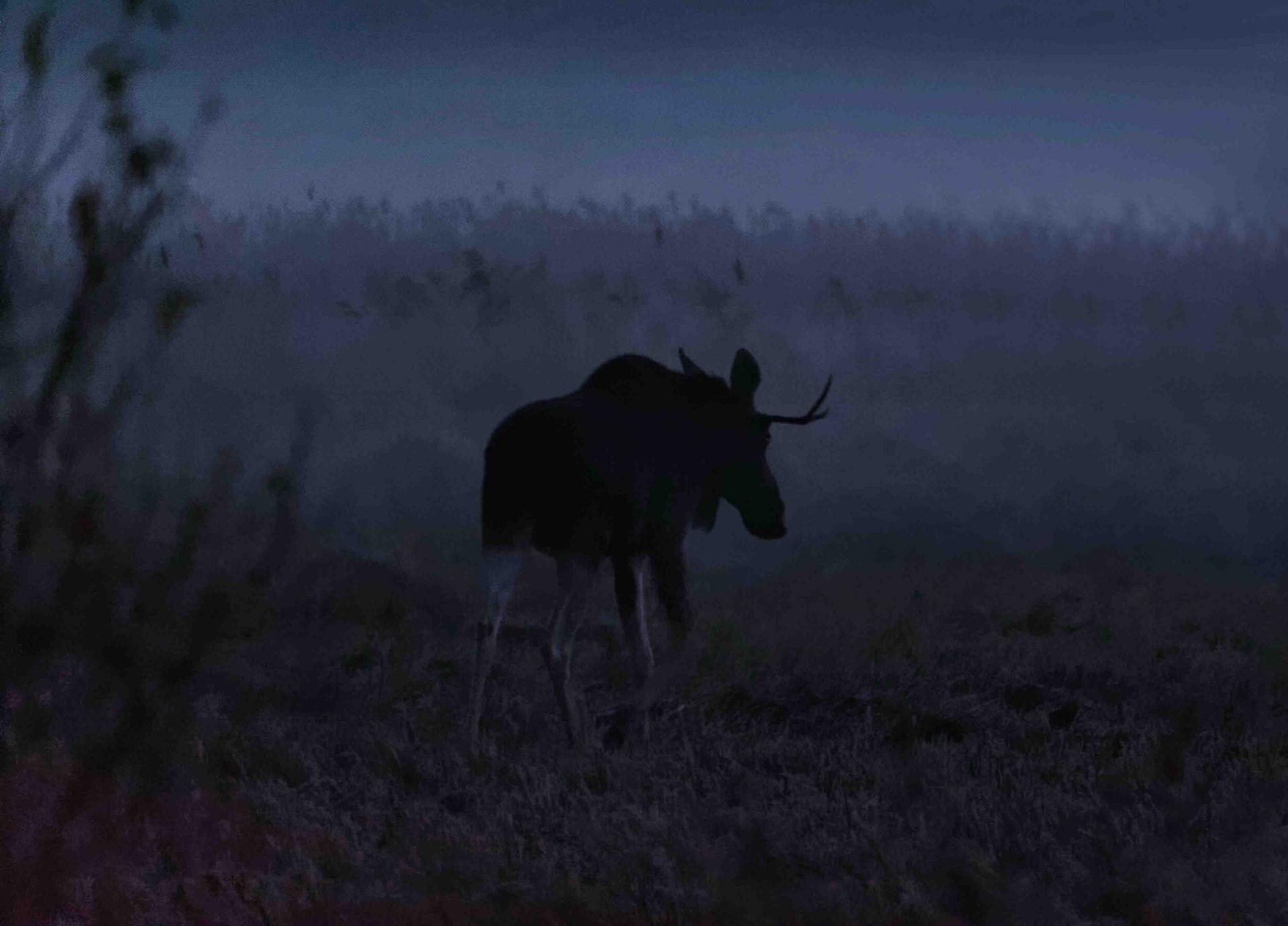 Bialowieza - Le bison et le loup