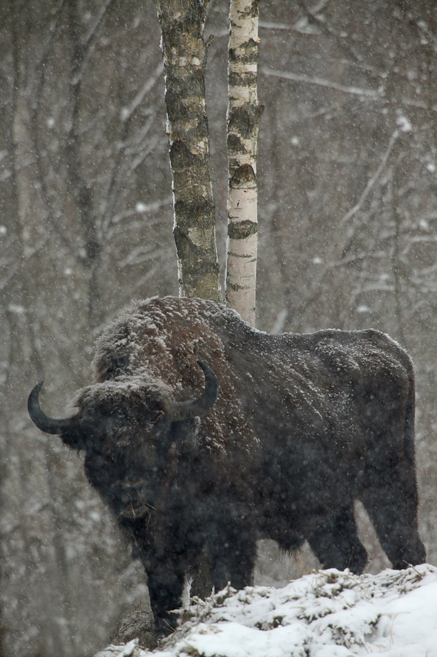 Bialowieza en hiver