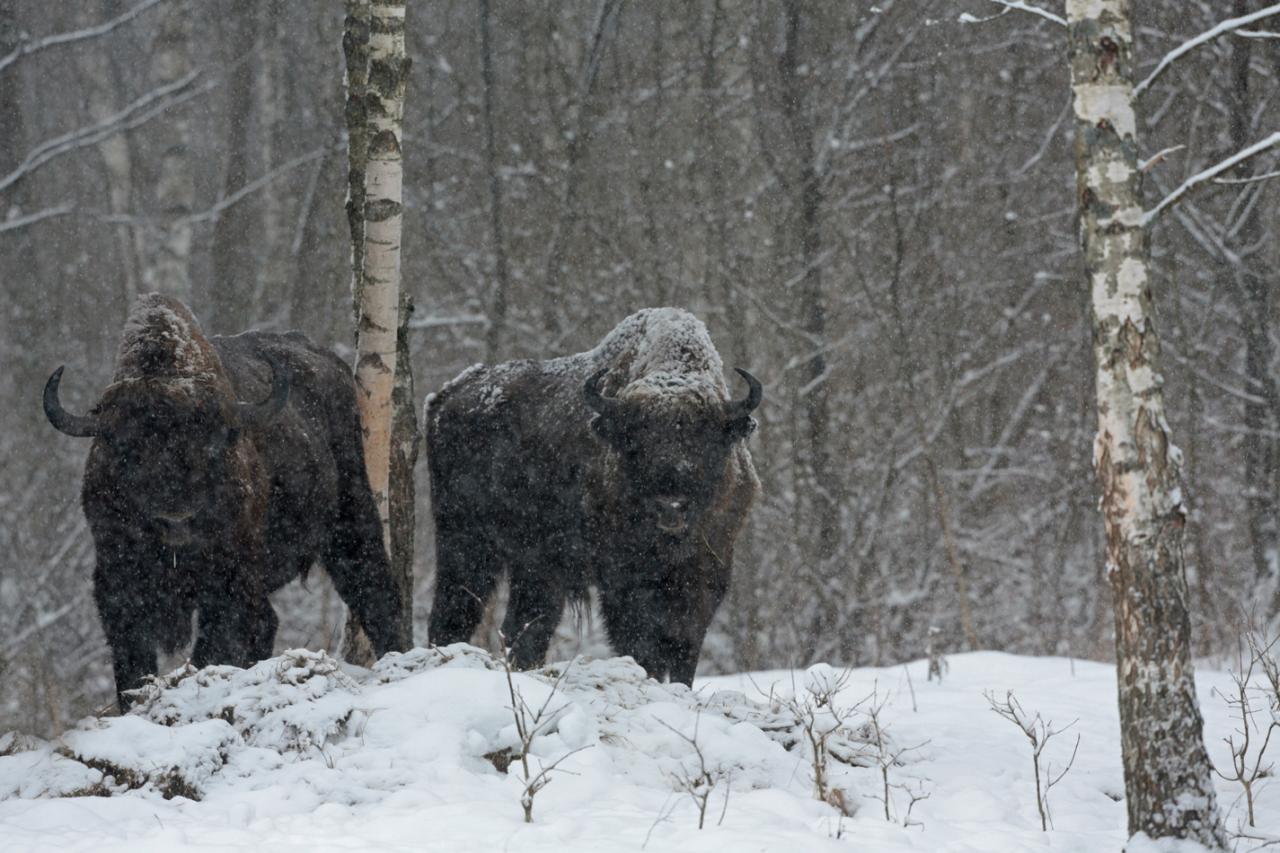 Bialowieza en hiver