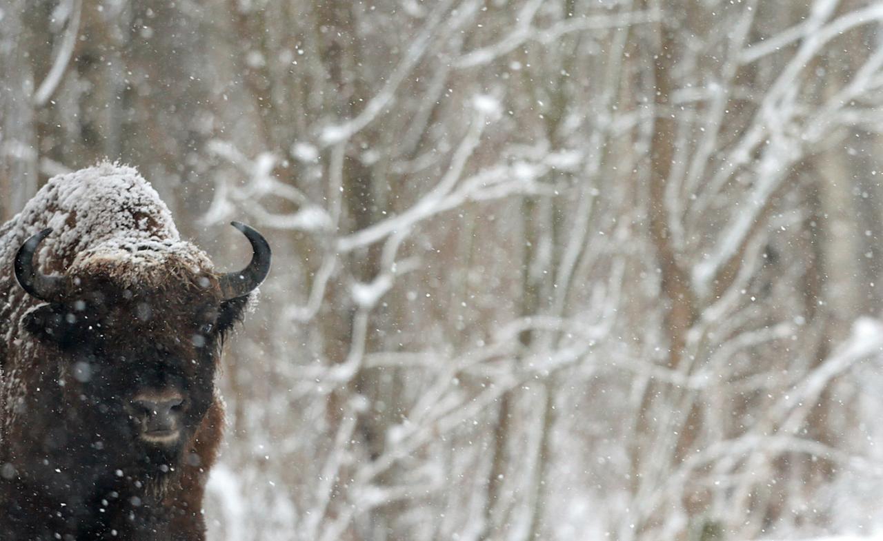 Bialowieza en hiver