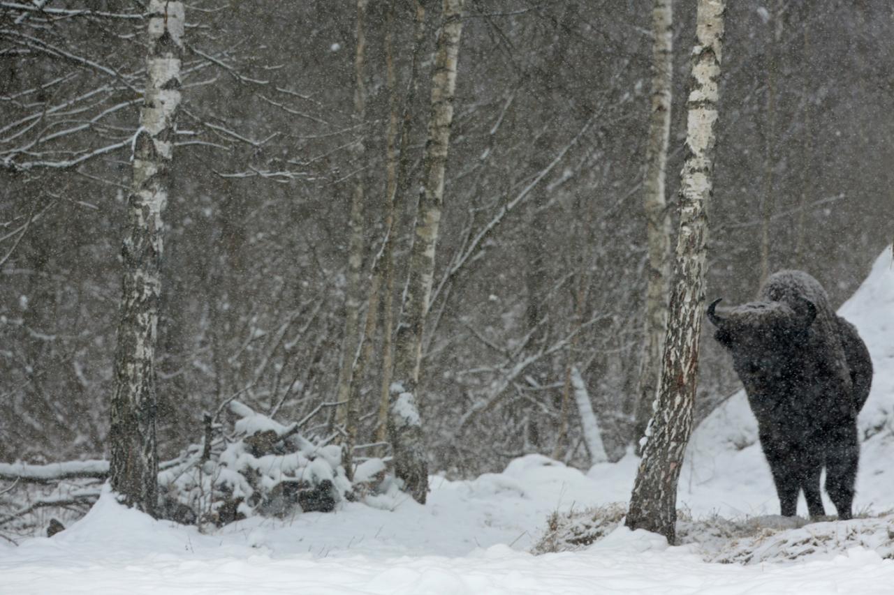 Bialowieza en hiver