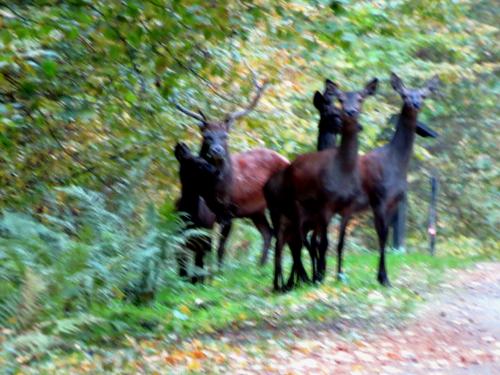 Bialowieza en automne