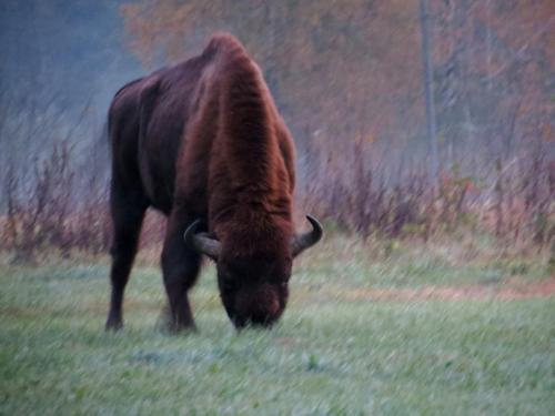 Bialowieza en automne