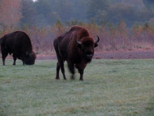 Bialowieza en automne