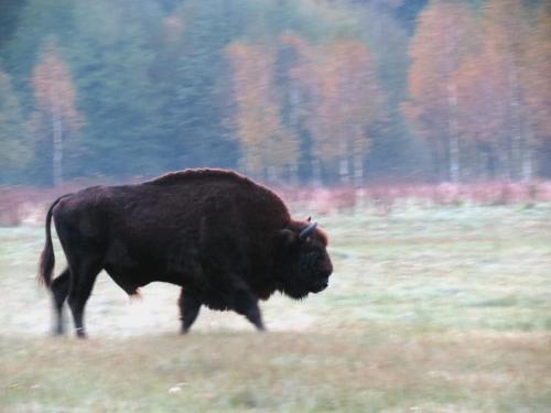 Bialowieza en automne