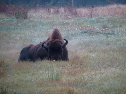 Bialowieza en automne