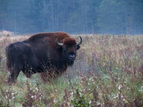 Bialowieza en automne