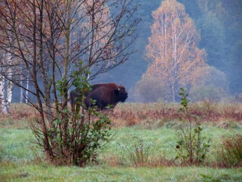 Bialowieza en automne