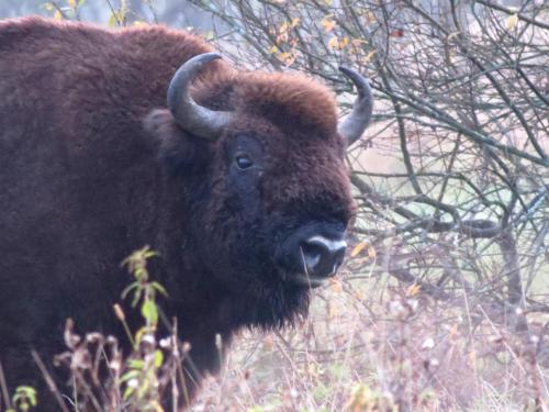 Bialowieza en automne