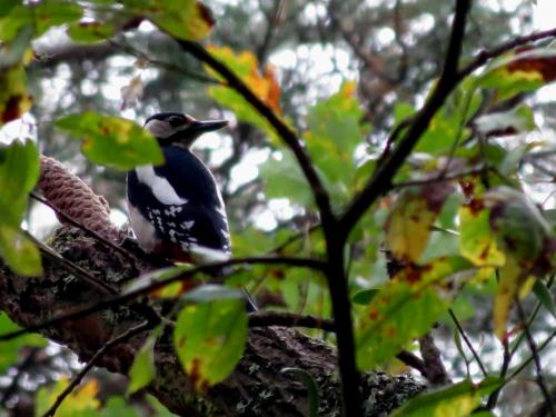 Bialowieza en automne