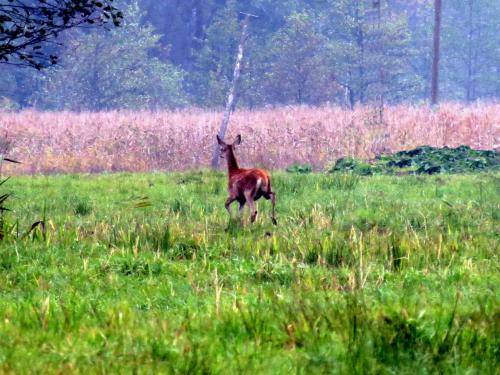 Bialowieza en automne