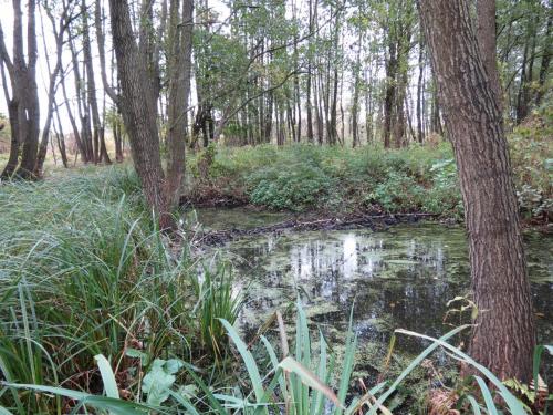 Bialowieza en automne