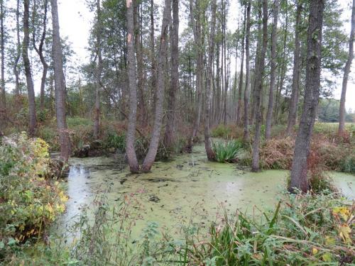 Bialowieza en automne