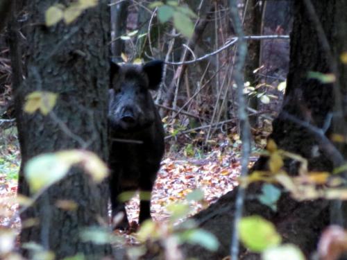 Bialowieza en automne