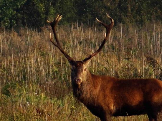 Bialowieza cerf