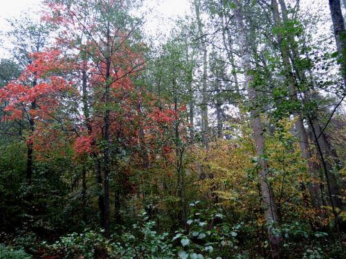 Bialowieza en automne