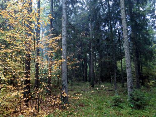 Bialowieza en automne