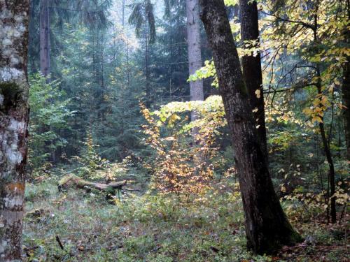 Bialowieza en automne