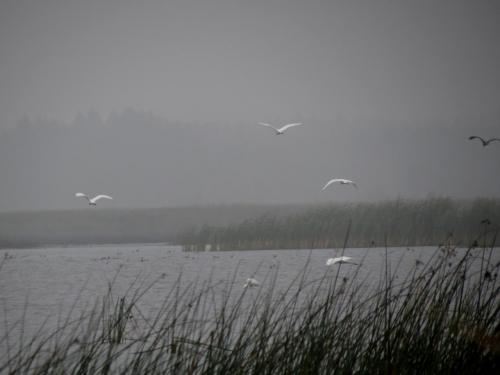 Bialowieza en automne