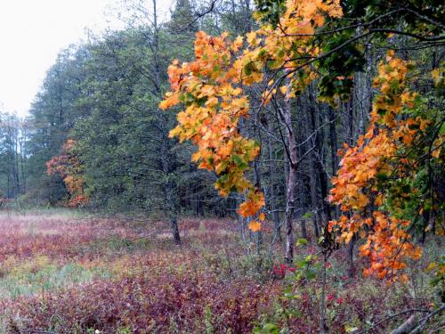 Bialowieza en automne